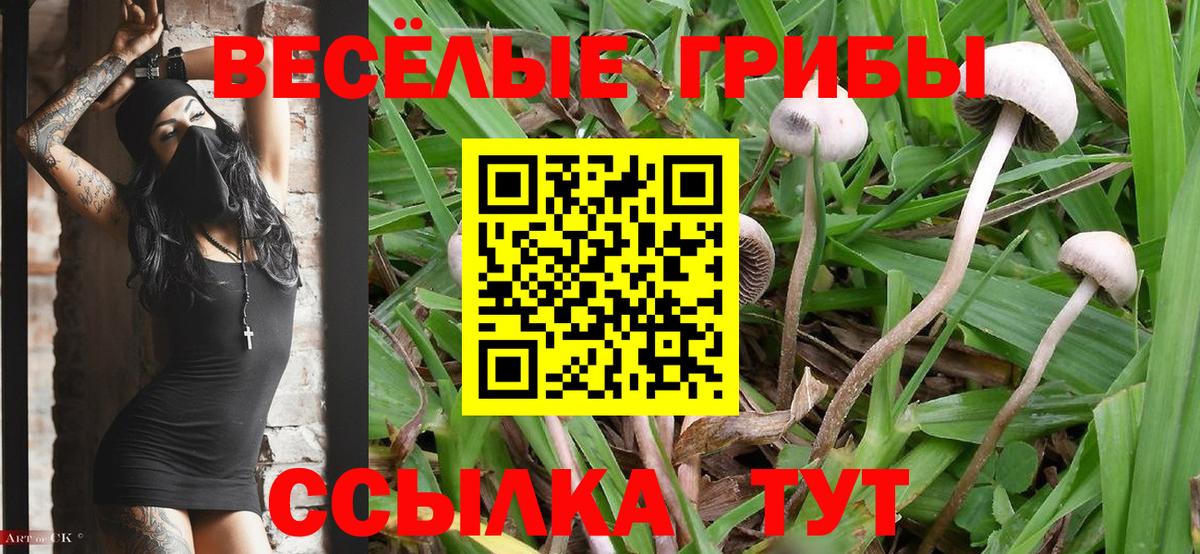 Галлюциногенные грибы GOLDEN TEACHER  Псилоцибиновые грибы мухоморы  Сорочинск  Вход с VPN 